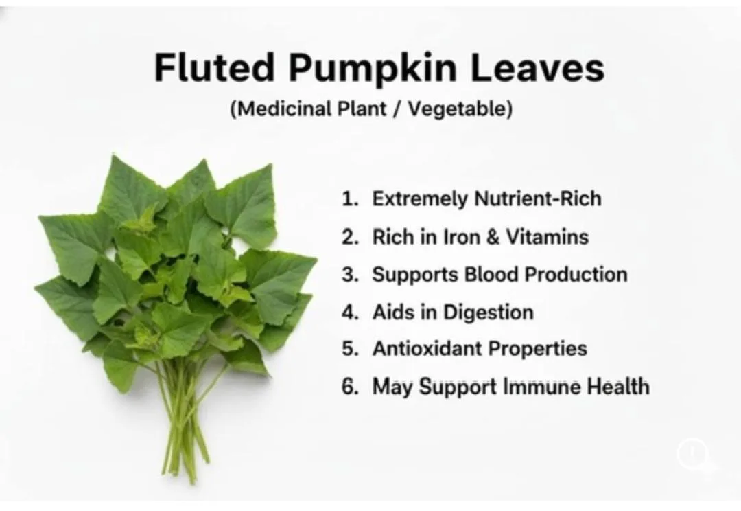 Benefits of Fluted pumpkin leave